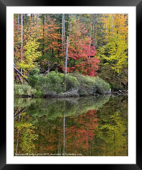 Pond Autumn Reflections Framed Mounted Print by Betty LaRue