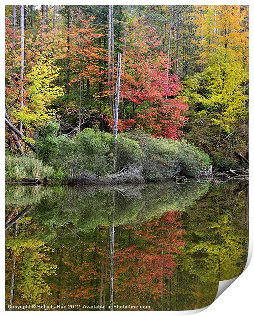Pond Autumn Reflections Print by Betty LaRue