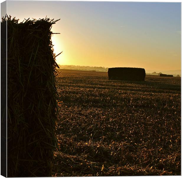 Harvest Sunrise Canvas Print by graham young