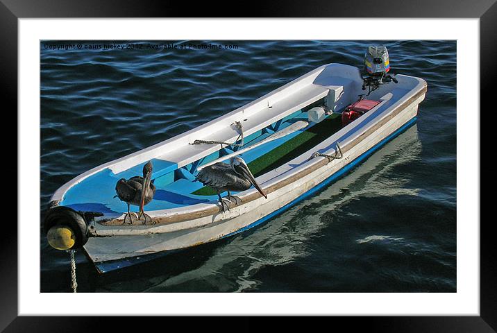 Pelicans on a boat Framed Mounted Print by cairis hickey