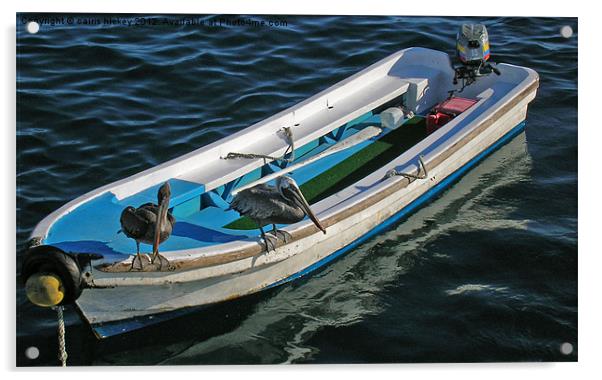 Pelicans on a boat Acrylic by cairis hickey