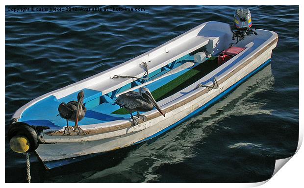 Pelicans on a boat Print by cairis hickey