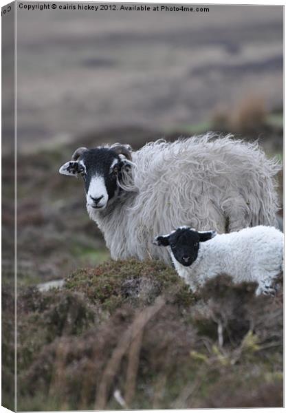 Mother & baby sheep Canvas Print by cairis hickey