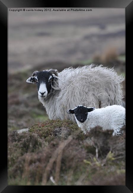 Mother & baby sheep Framed Print by cairis hickey