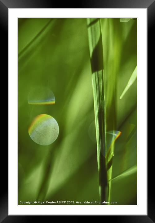 Grass Framed Mounted Print by Creative Photography Wales