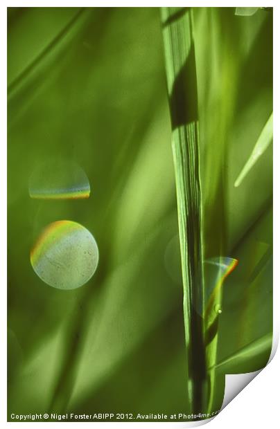 Grass Print by Creative Photography Wales