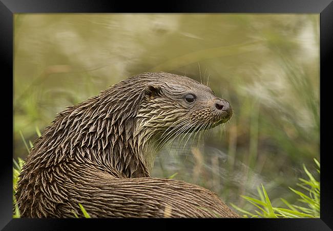 Soggy Otter Framed Print by Val Saxby LRPS