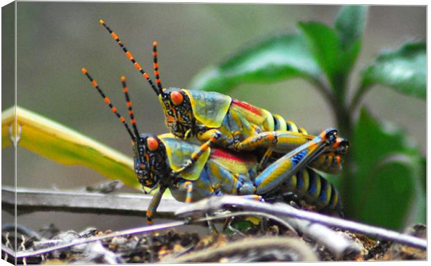 Grasshoppers  Canvas Print by Lisa Shotton