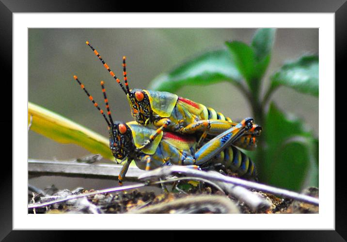 Grasshoppers  Framed Mounted Print by Lisa Shotton