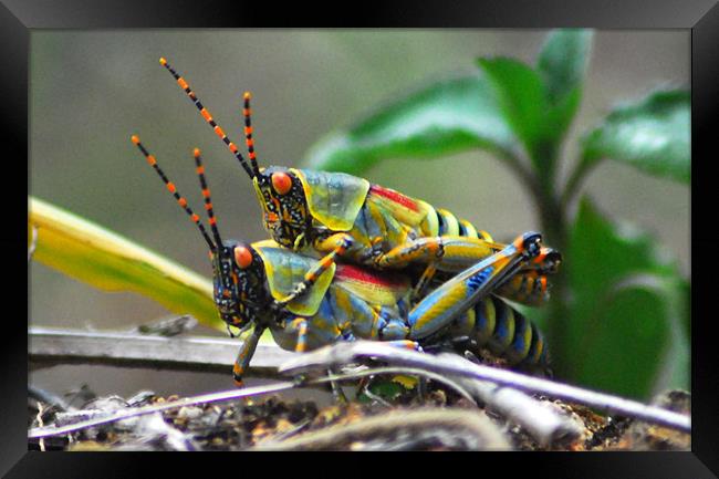 Grasshoppers  Framed Print by Lisa Shotton