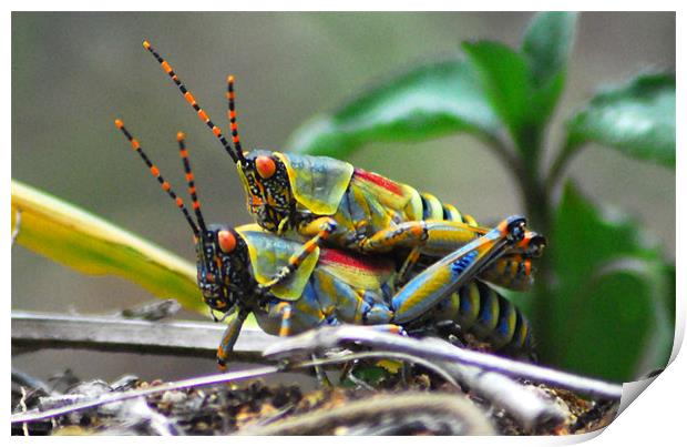 Grasshoppers  Print by Lisa Shotton