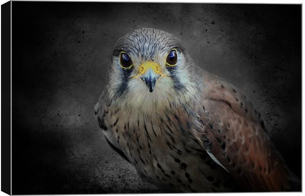 A Kestrel called Rosie Canvas Print by Fiona Messenger