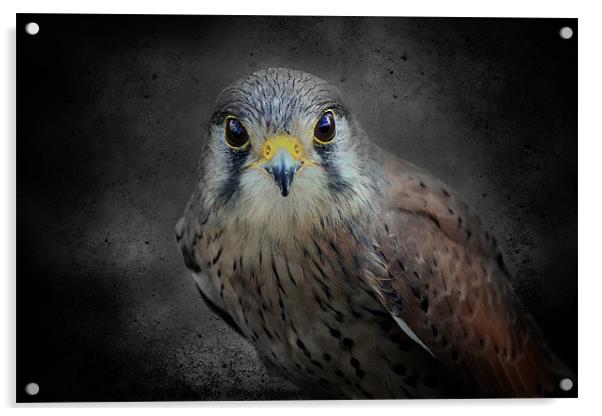 A Kestrel called Rosie Acrylic by Fiona Messenger