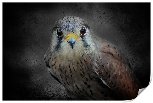 A Kestrel called Rosie Print by Fiona Messenger