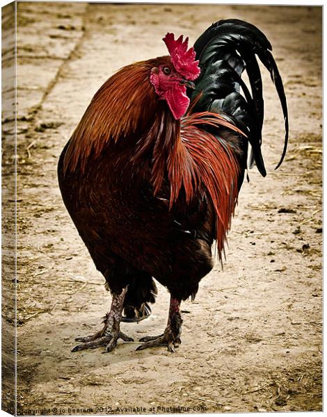 cocky Canvas Print by Jo Beerens