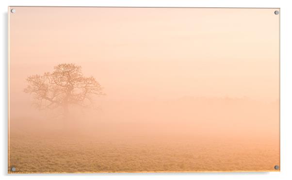 Misty Morning Acrylic by Barry Maytum