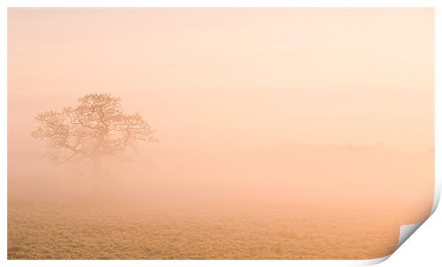 Misty Morning Print by Barry Maytum
