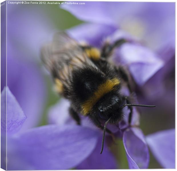 A Busy Bee Canvas Print by Zoe Ferrie