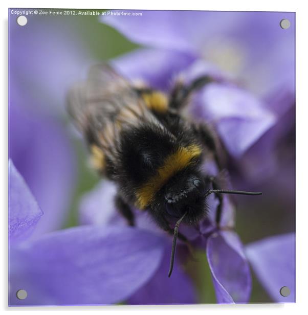 A Busy Bee Acrylic by Zoe Ferrie