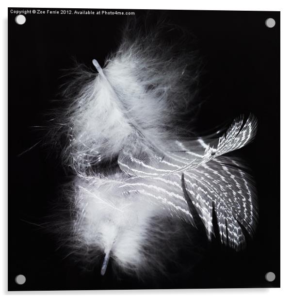 A Feather and its Reflection Acrylic by Zoe Ferrie