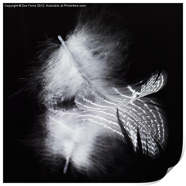 A Feather and its Reflection Print by Zoe Ferrie