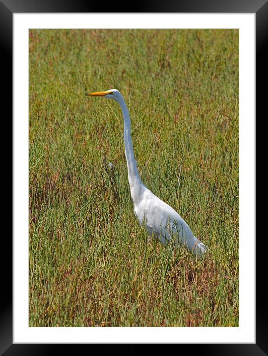 The Great Egret Framed Mounted Print by Jake Hughes