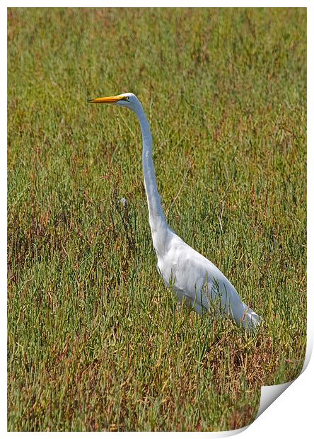 The Great Egret Print by Jake Hughes