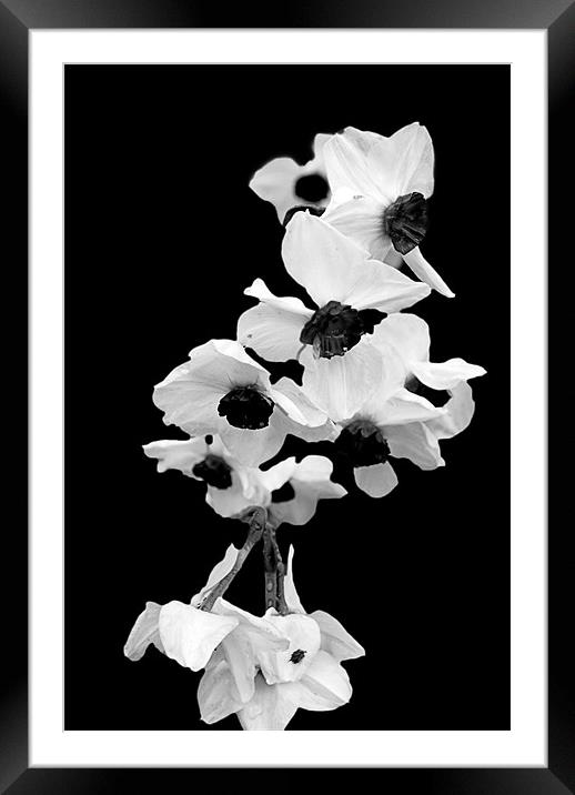 White Orchid Framed Mounted Print by Panas Wiwatpanachat