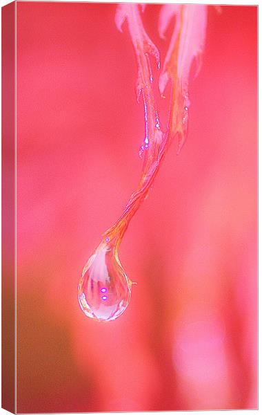 Abstract Water Drop Canvas Print by Louise Godwin