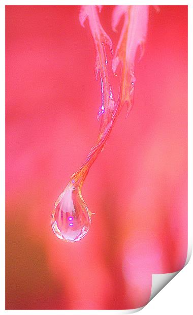 Abstract Water Drop Print by Louise Godwin