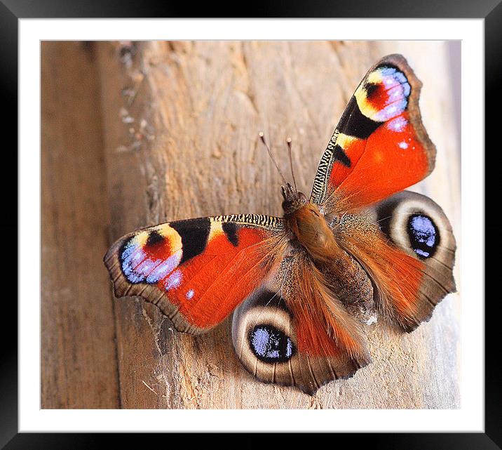 Showing Off Its Colours Framed Mounted Print by Louise Godwin