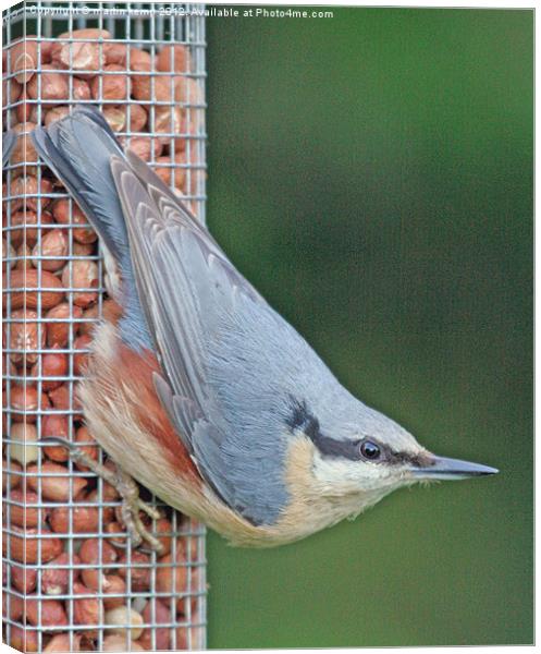 Nuthatch Canvas Print by Martin Kemp Wildlife