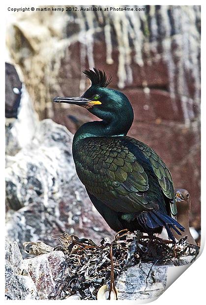 Shag Print by Martin Kemp Wildlife