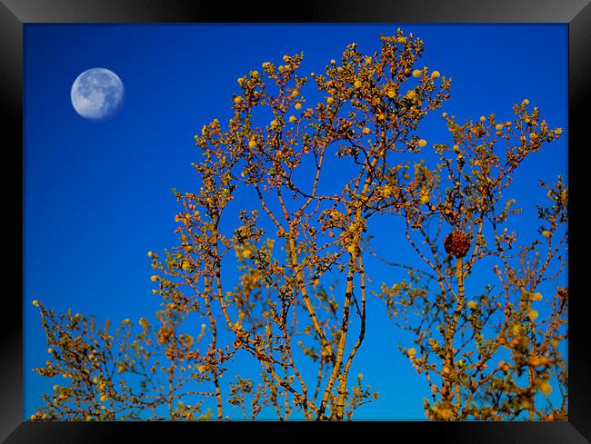 Desert Plant and a Full Moon Framed Print by Panas Wiwatpanachat