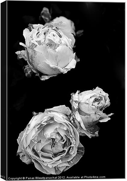Pink Roses in Black and White Canvas Print by Panas Wiwatpanachat