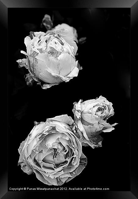 Pink Roses in Black and White Framed Print by Panas Wiwatpanachat