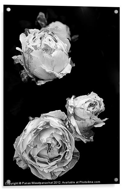 Pink Roses in Black and White Acrylic by Panas Wiwatpanachat