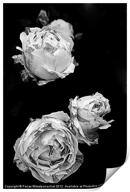 Pink Roses in Black and White Print by Panas Wiwatpanachat