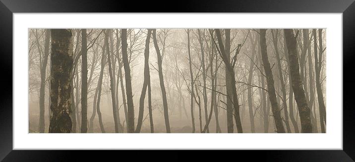 Misty Silver Birch Framed Mounted Print by Richard Cooper