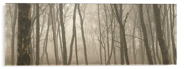 Misty Silver Birch Acrylic by Richard Cooper