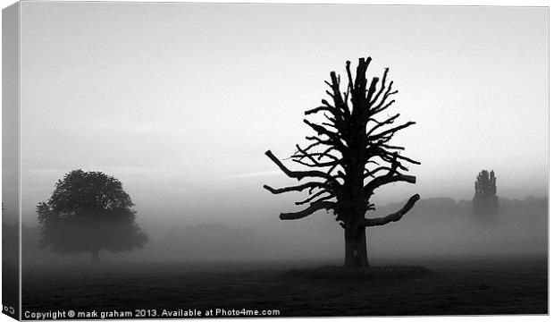 TREES IN THE MIST Canvas Print by mark graham