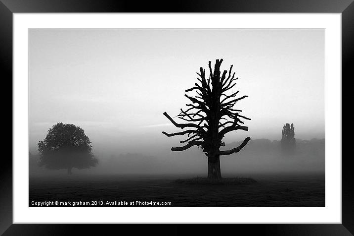 TREES IN THE MIST Framed Mounted Print by mark graham