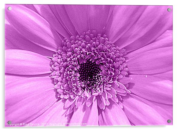 Lilac Gerbera Acrylic by Fine art by Rina