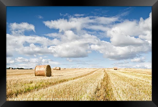 St Andrews Bales Framed Print by Chris Frost