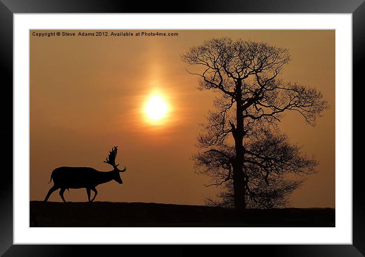 Fallow Deer Framed Mounted Print by Steve Adams