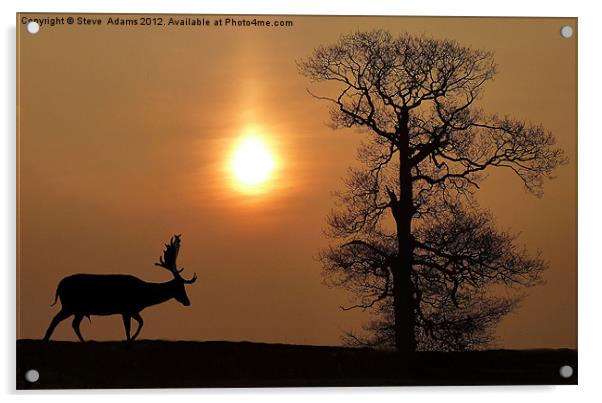 Fallow Deer Acrylic by Steve Adams