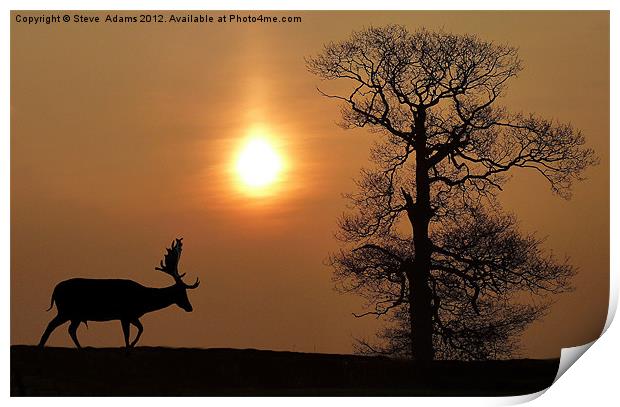 Fallow Deer Print by Steve Adams