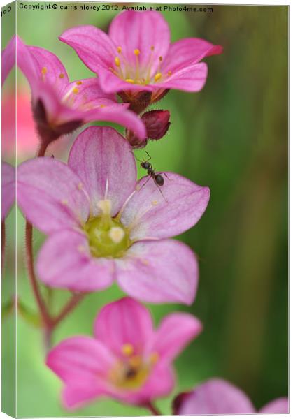 Ant on pink flower Canvas Print by cairis hickey