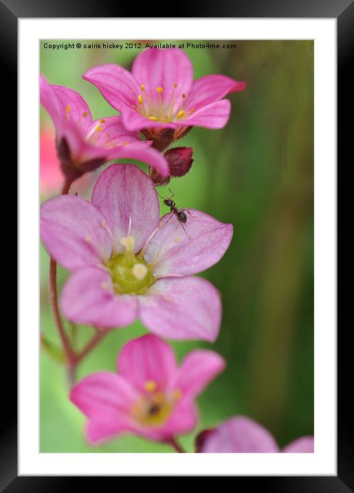 Ant on pink flower Framed Mounted Print by cairis hickey