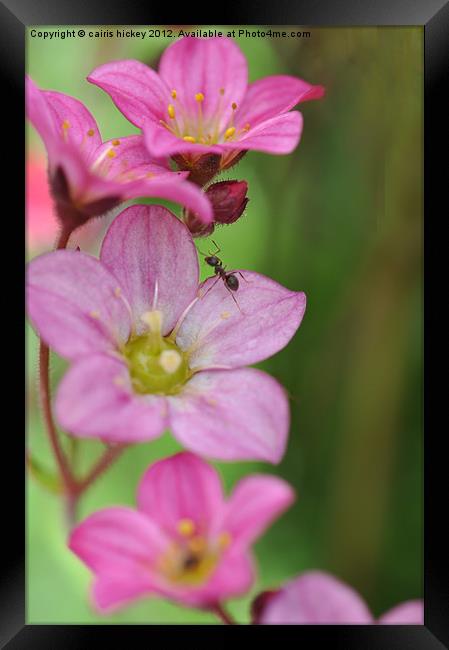 Ant on pink flower Framed Print by cairis hickey